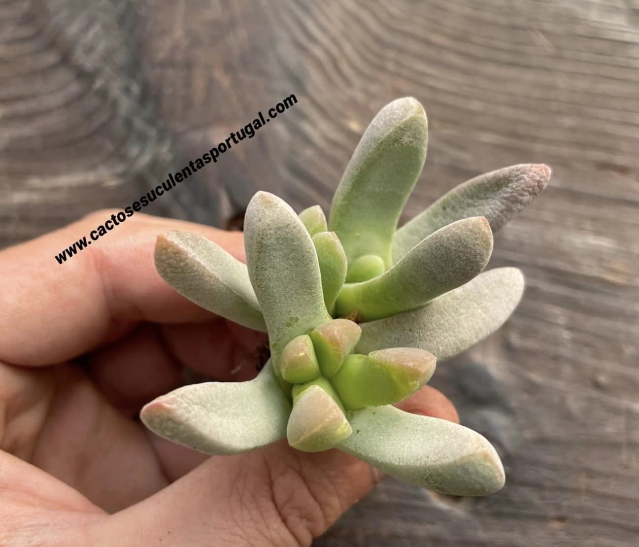 Glottiphyllum oligocarpum
