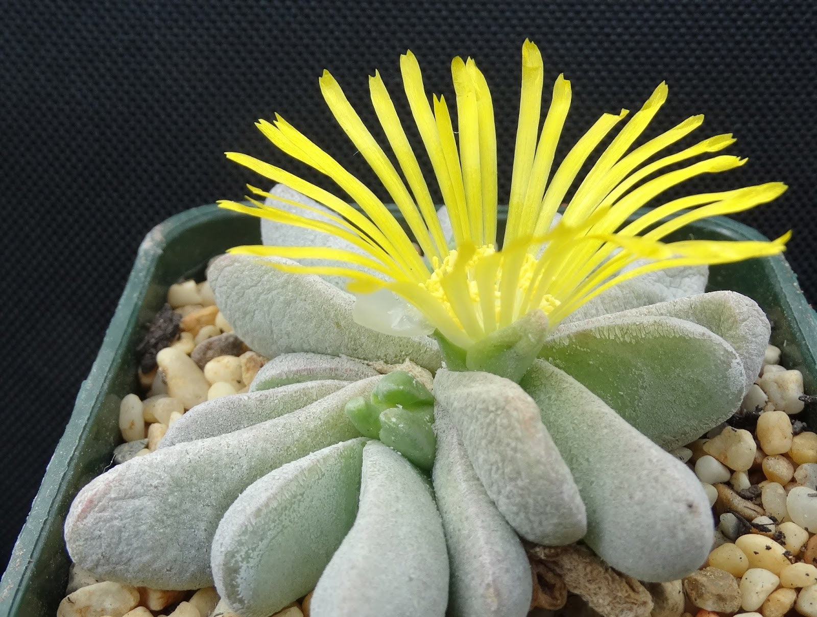 Glottiphyllum oligocarpum
