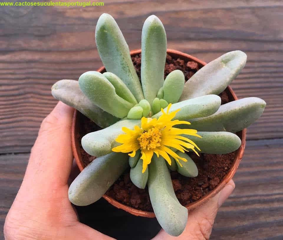 Glottiphyllum pygmaeum 