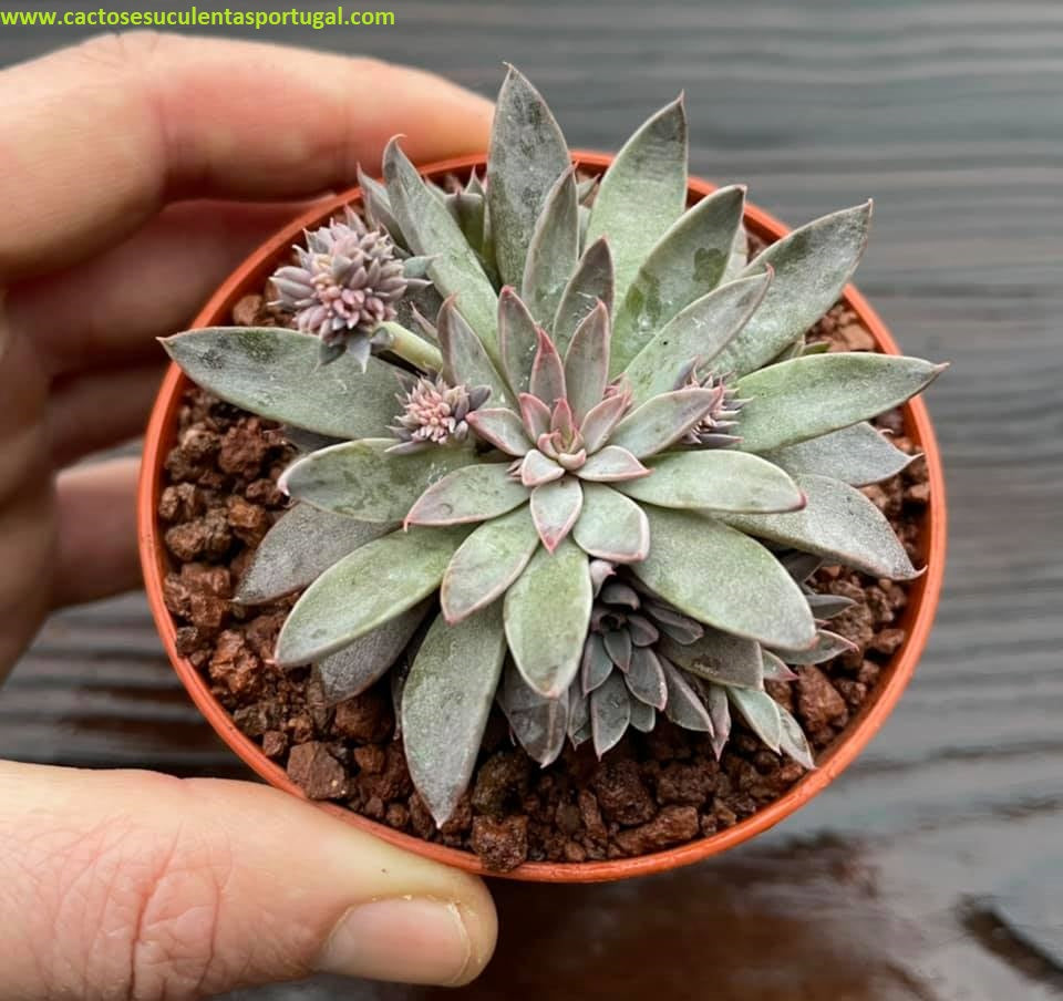 Graptopetalum Rusbyi 