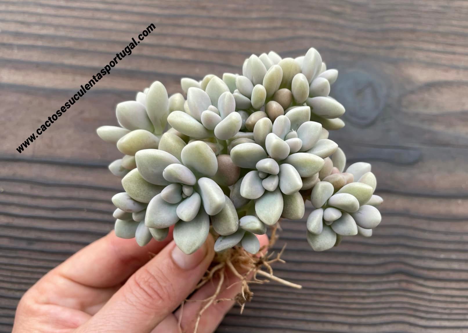 Graptopetalum 'Ellen'