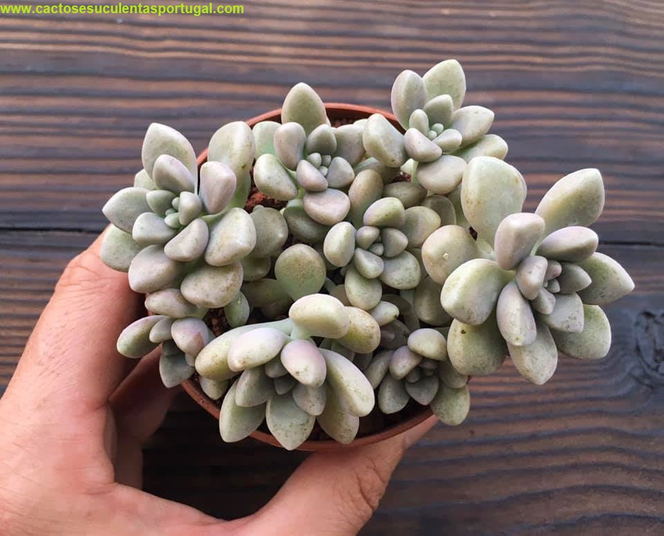 Graptopetalum 'Mirinae'