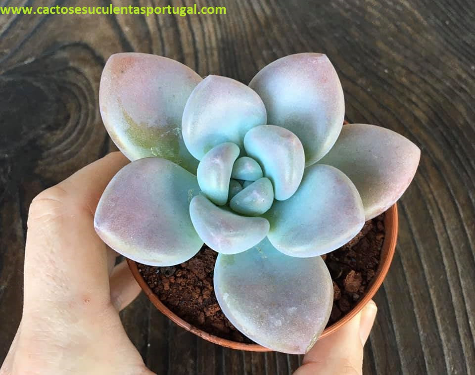 Graptopetalum Murasaki