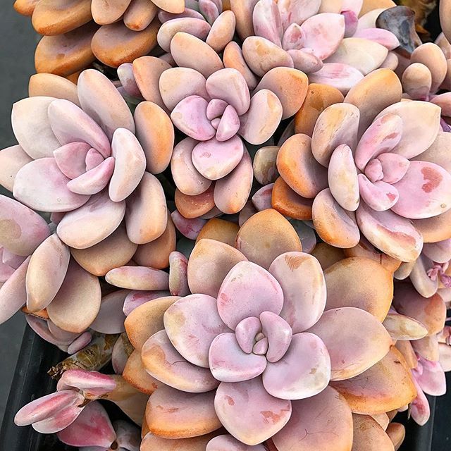 Graptopetalum Murasaki