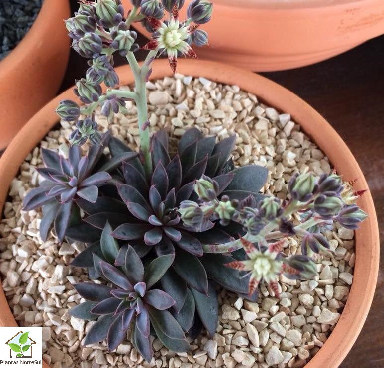 Graptopetalum Rusbyi