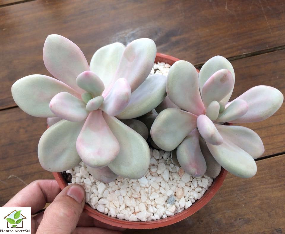 Graptopetalum amethystinum