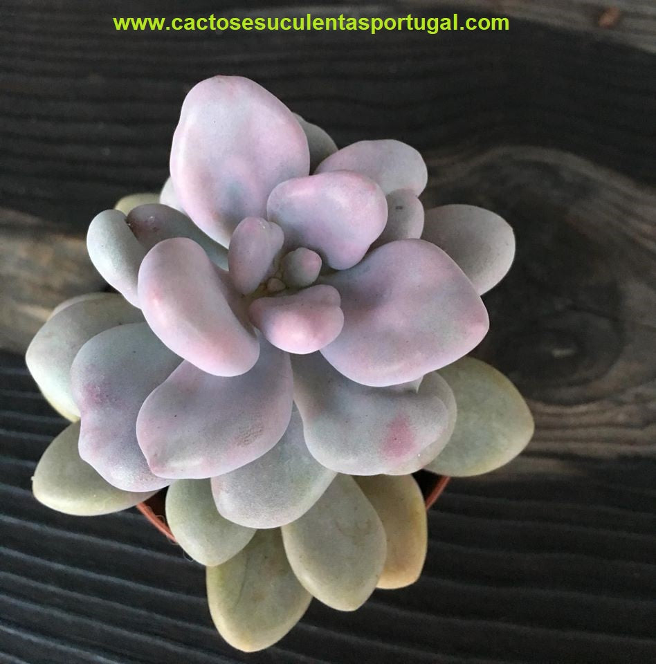 Graptopetalum amethystinum