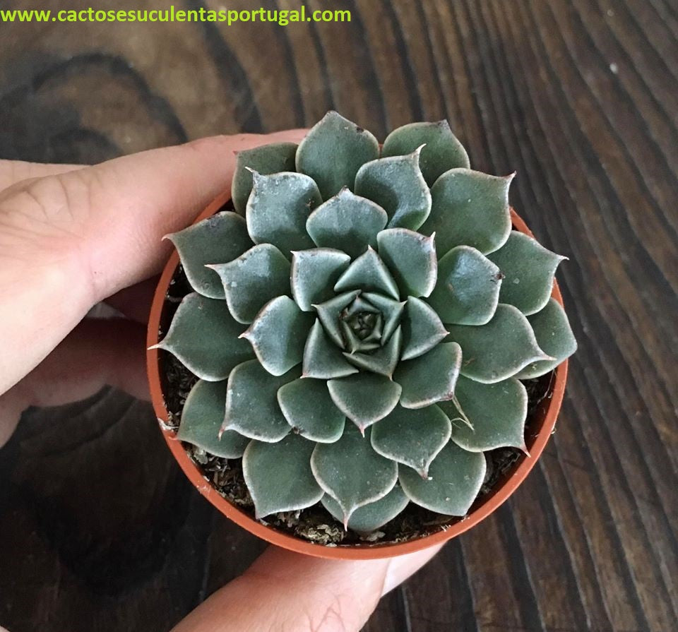 Graptopetalum bellum "Chihuahua Flower"
