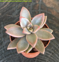 Graptopetalum cv. bronze