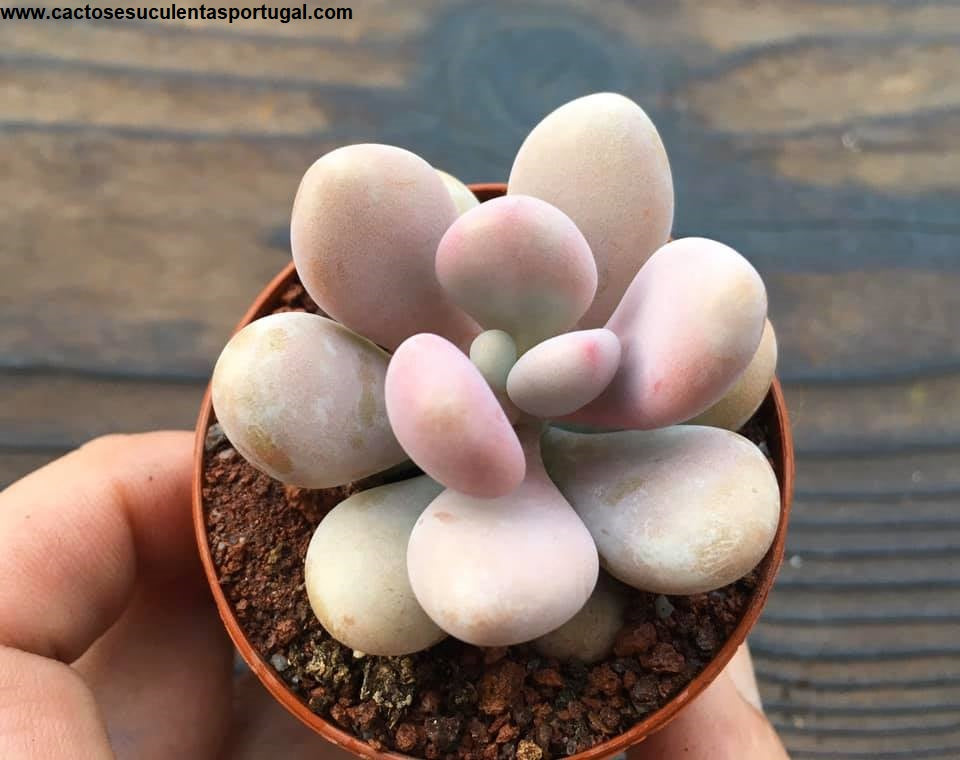 Graptopetalum amethystinum 