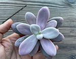 Graptopetalum amethystinum (Lavender Pebbles) 