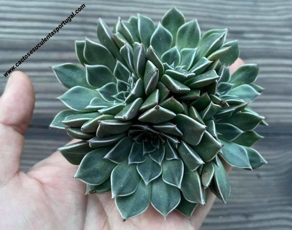 Graptopetalum bellum 'Chihuahua flower', form. bouquet