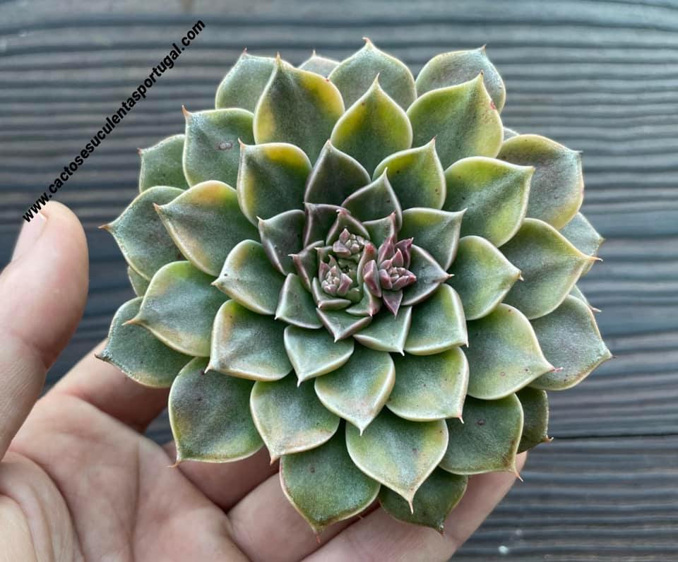 Graptopetalum bellum form. variegata