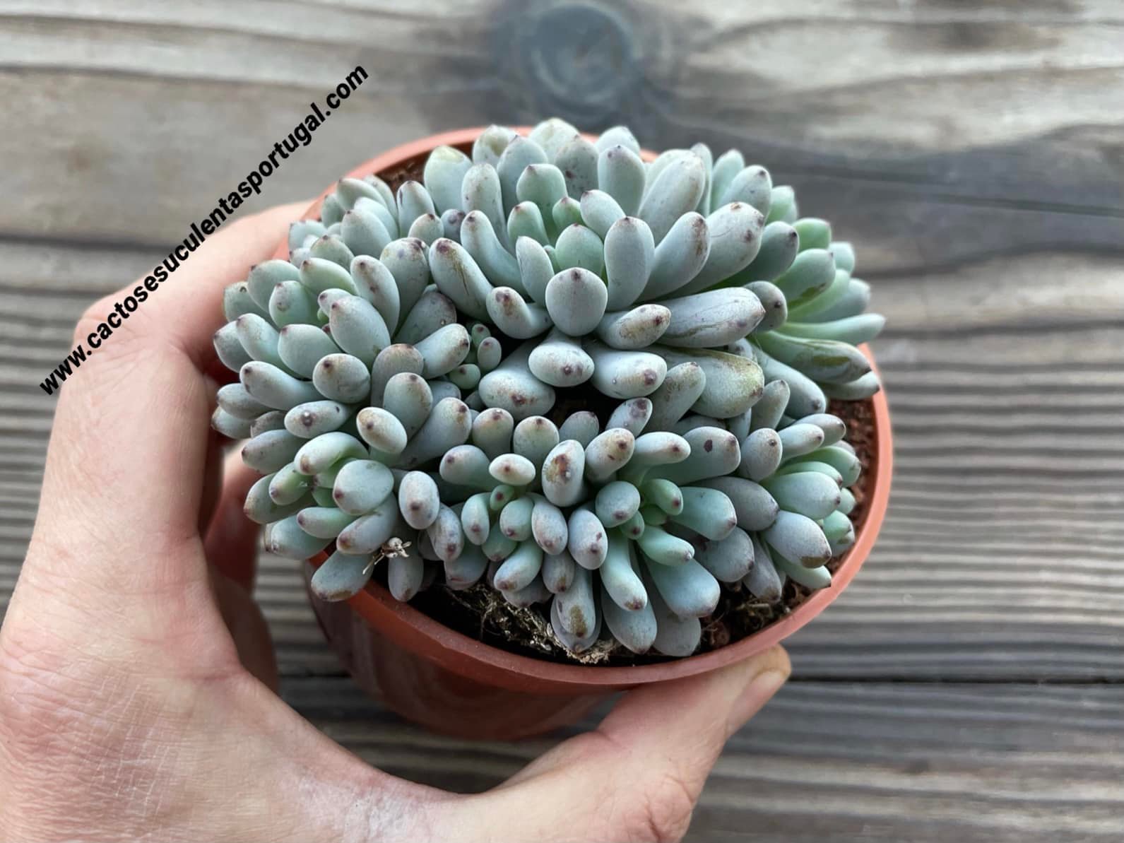 Graptopetalum pachyphyllum