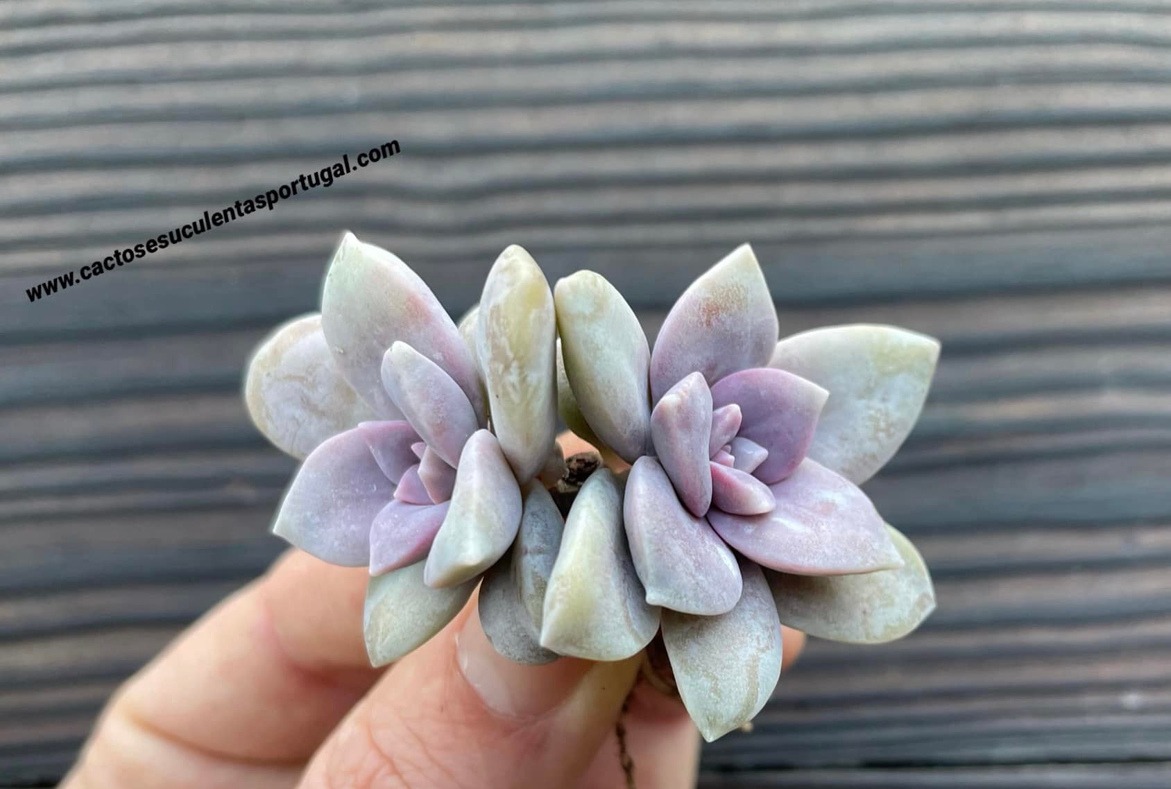 Graptopetalum pentandrum 'Superbum' cluster