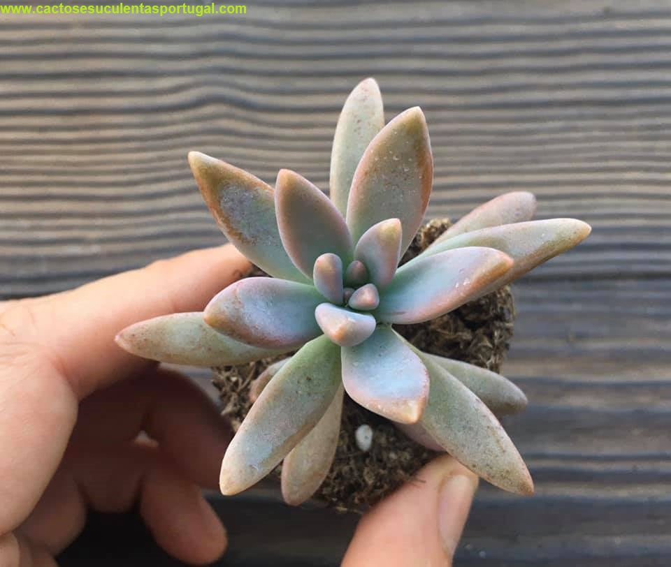 Graptosedum 'Francesco baldi' 