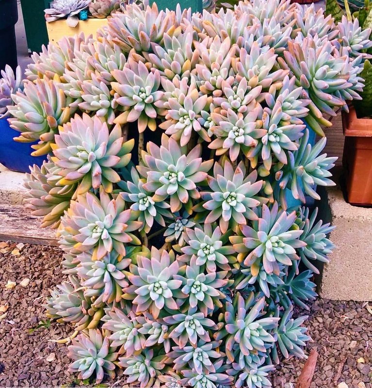 Graptosedum 'Francesco baldi'