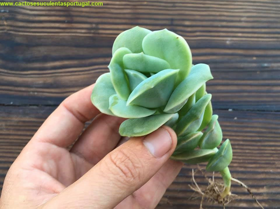 Graptoveria 'Lovely Rose'