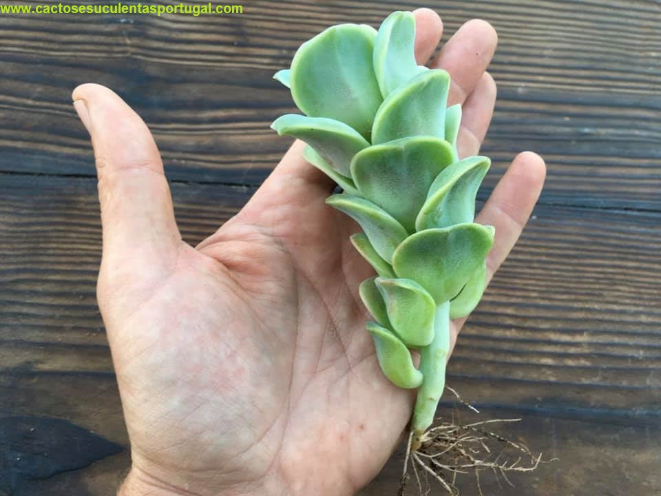 Graptoveria 'Lovely Rose'