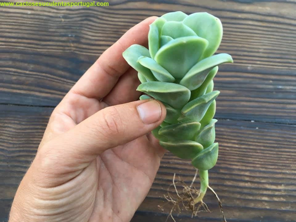 Graptoveria 'Lovely Rose'