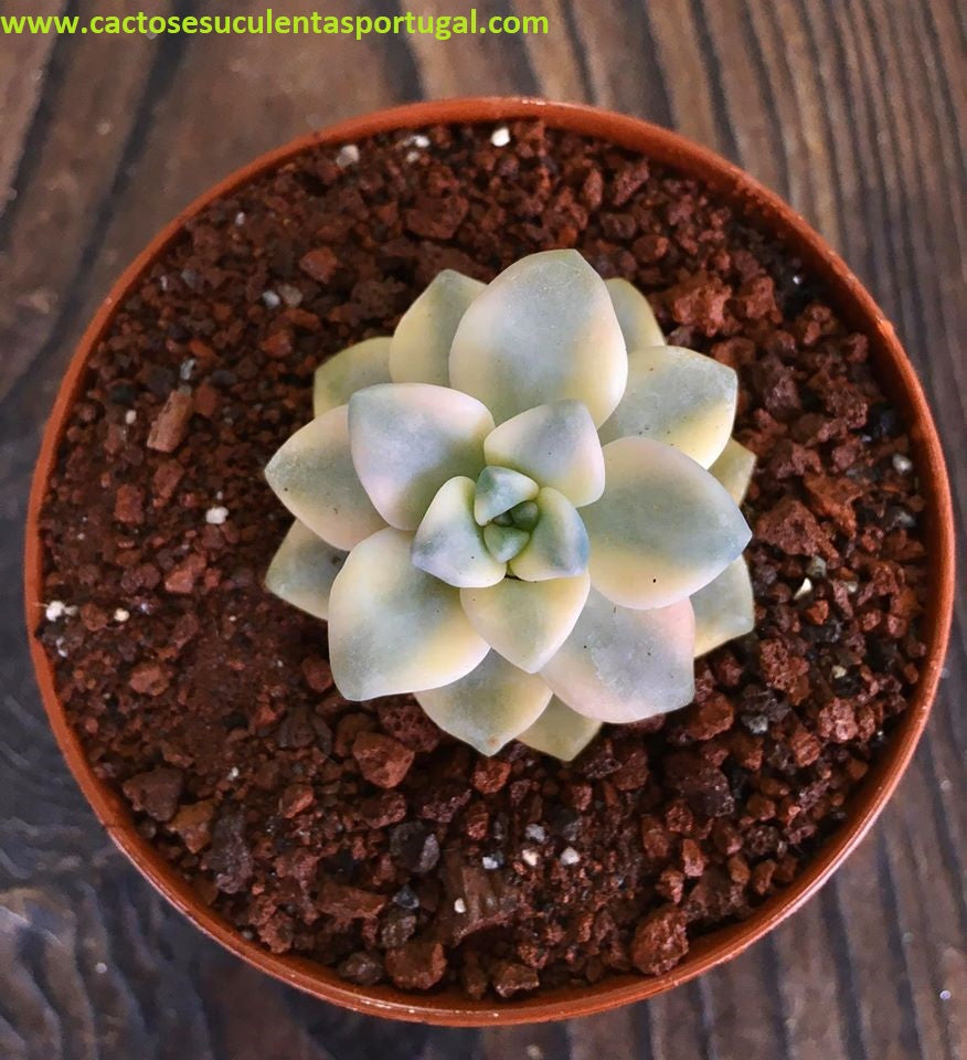 Graptoveria titubans variegated