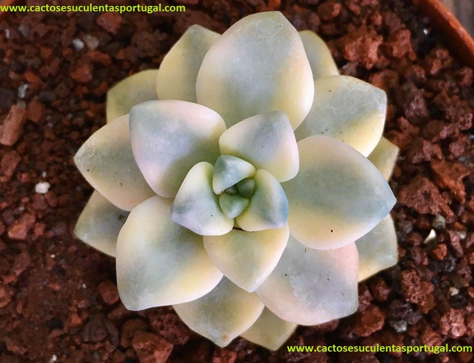 Graptoveria titubans variegated