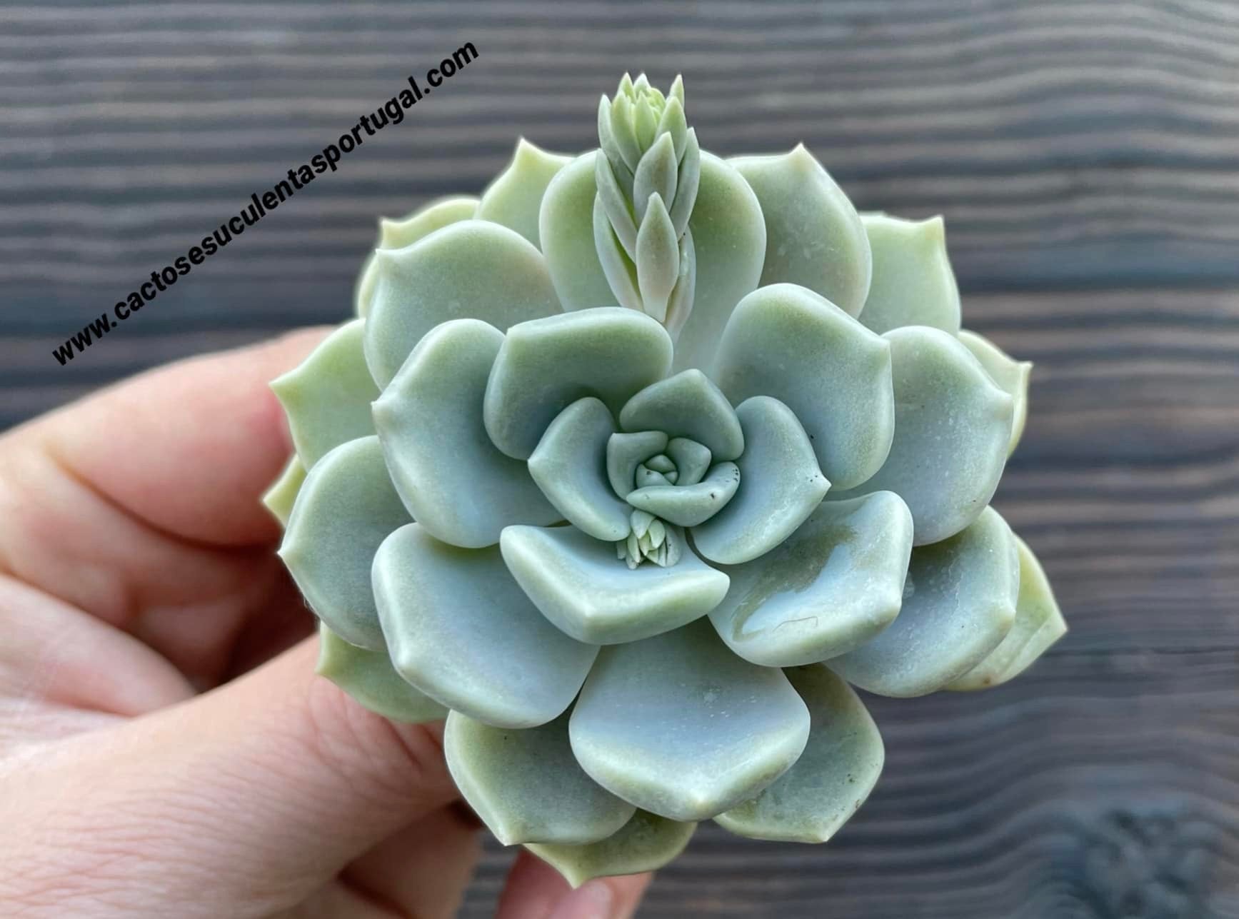 Graptoveria 'Alabaster Gem' 