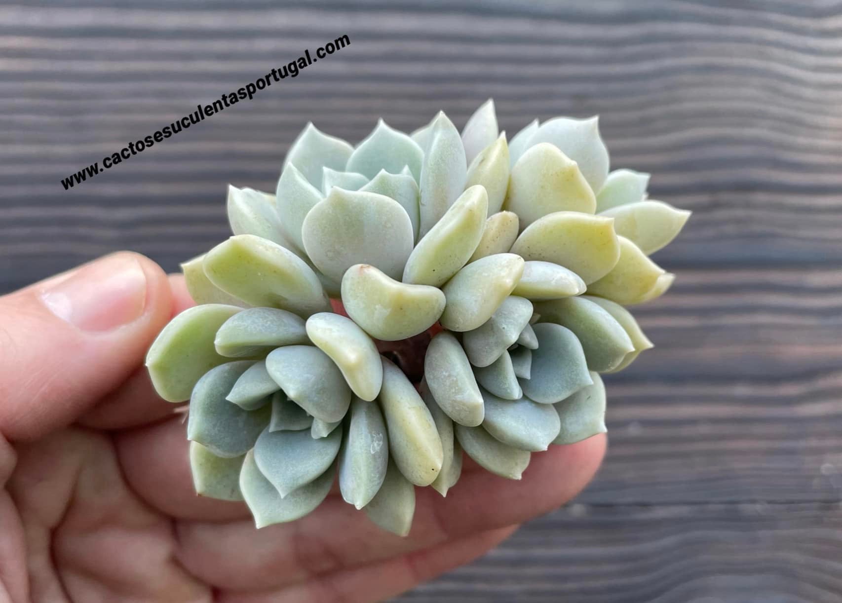 Graptoveria 'Alabaster Gem' cluster
