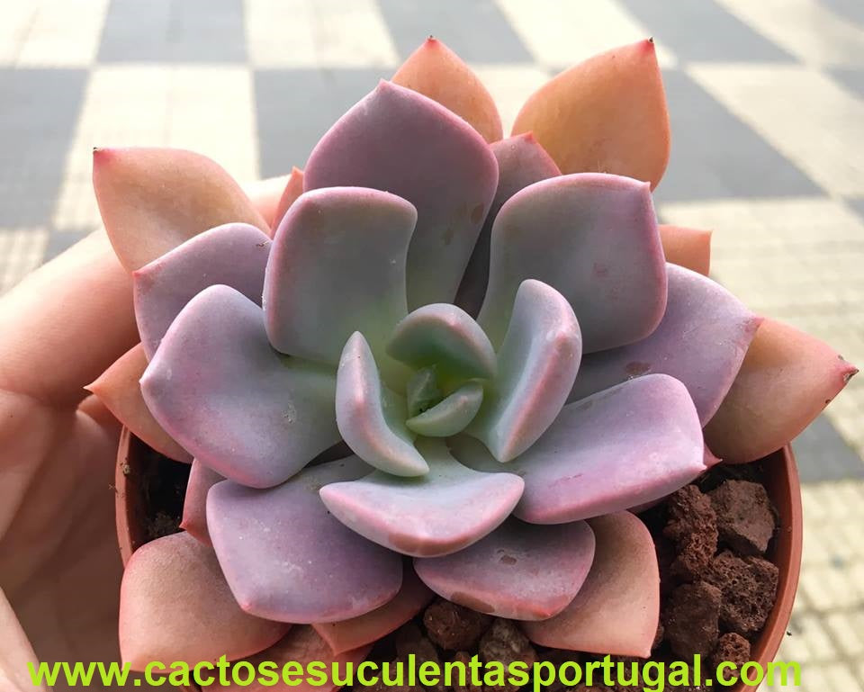 Graptoveria Debbie