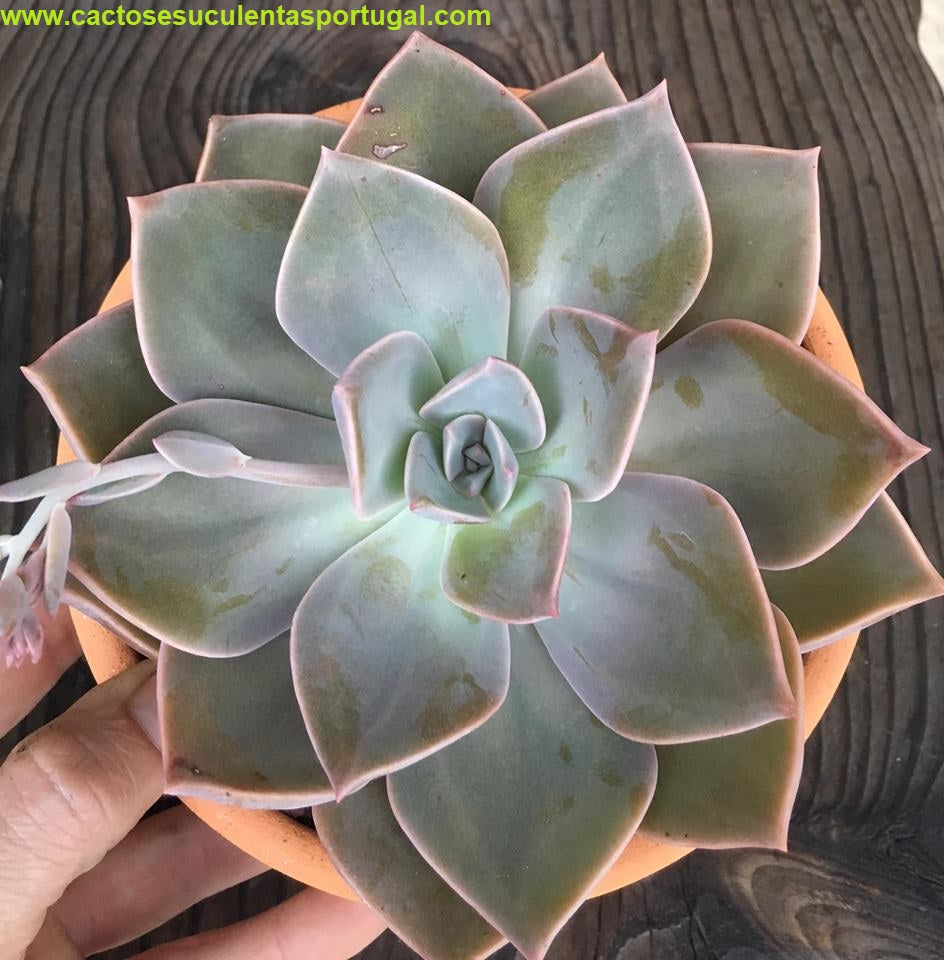 Graptoveria Douglas Huth