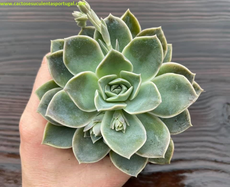 Graptoveria 'Fantome'