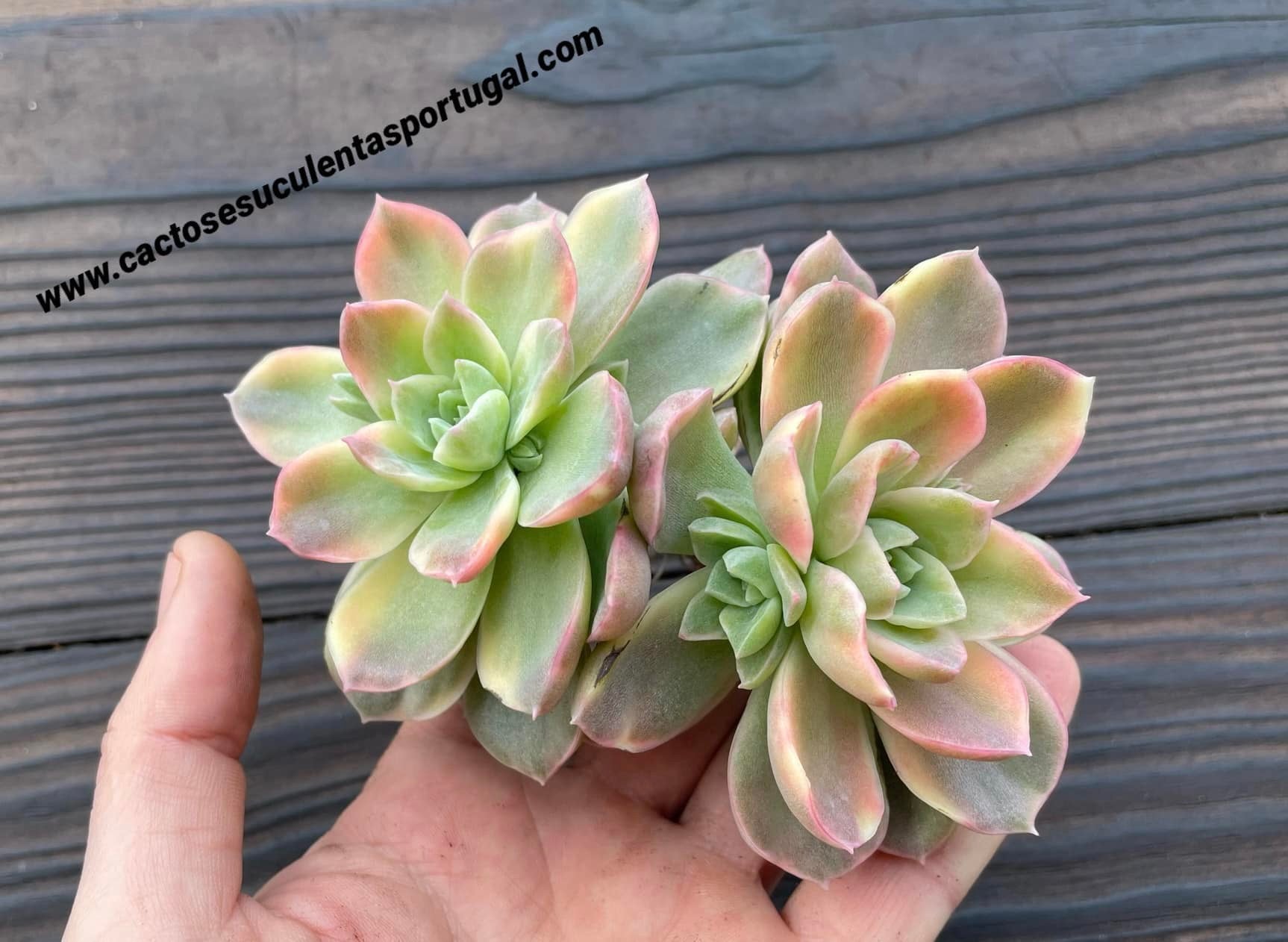 Graptoveria 'Fantome' form. variegata
