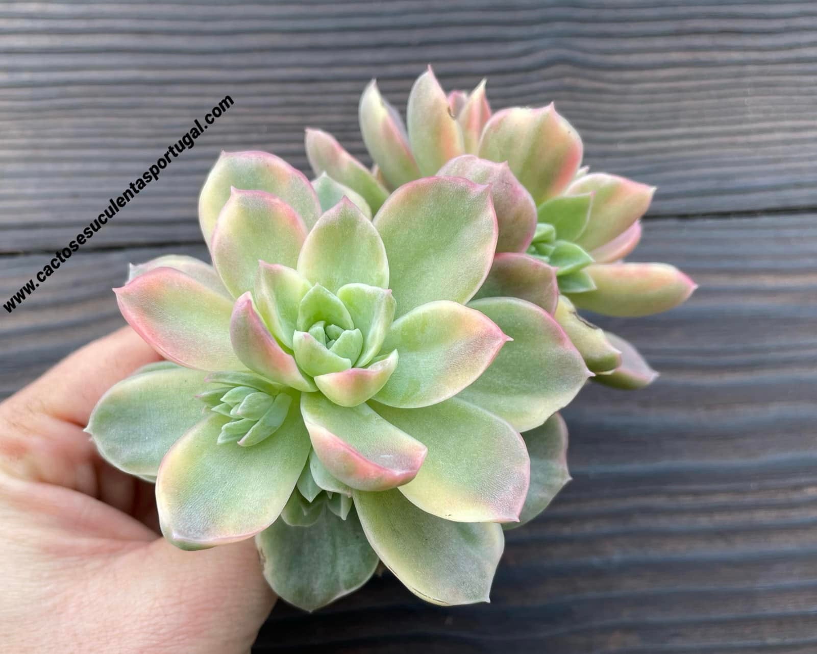 Graptoveria 'Fantome' form. variegata