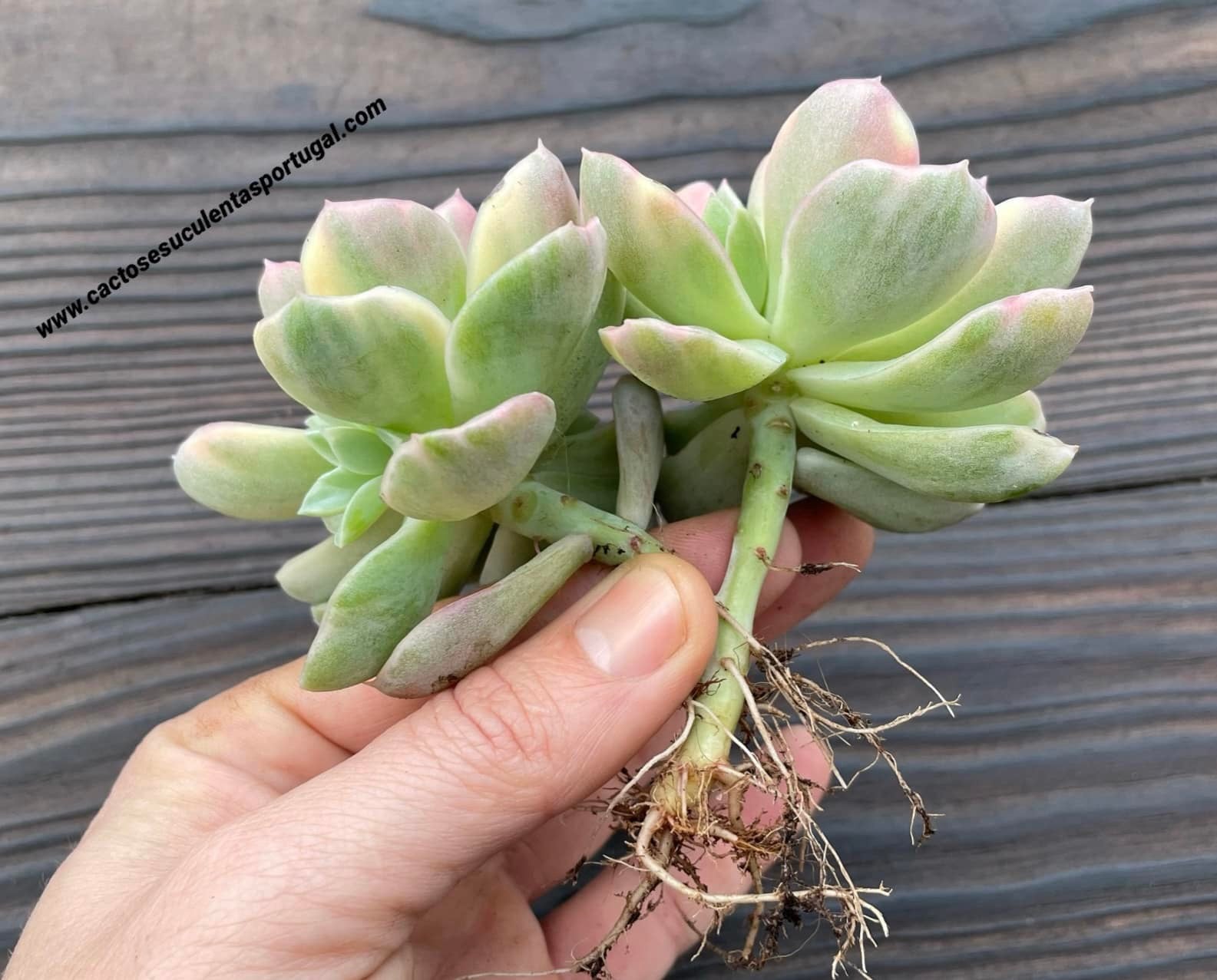 Graptoveria 'Fantome' form. variegata