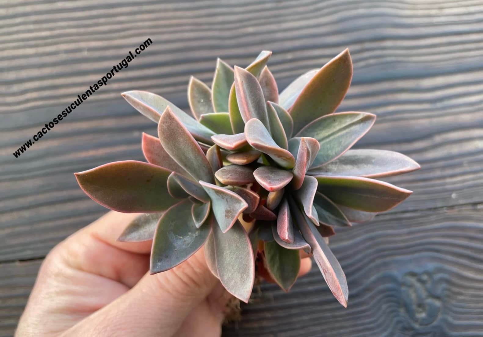 Graptoveria 'Fred Ives' extra ramificada