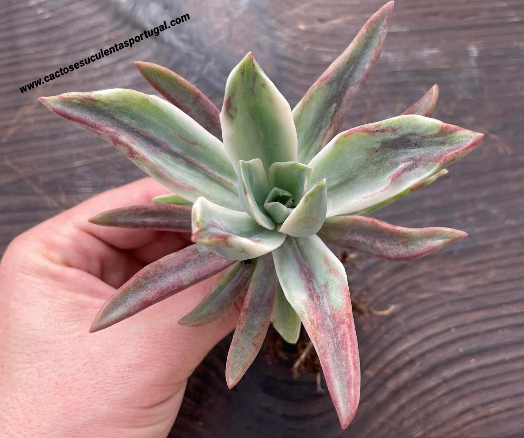Graptoveria 'Fred Ives' form. variegata marbled