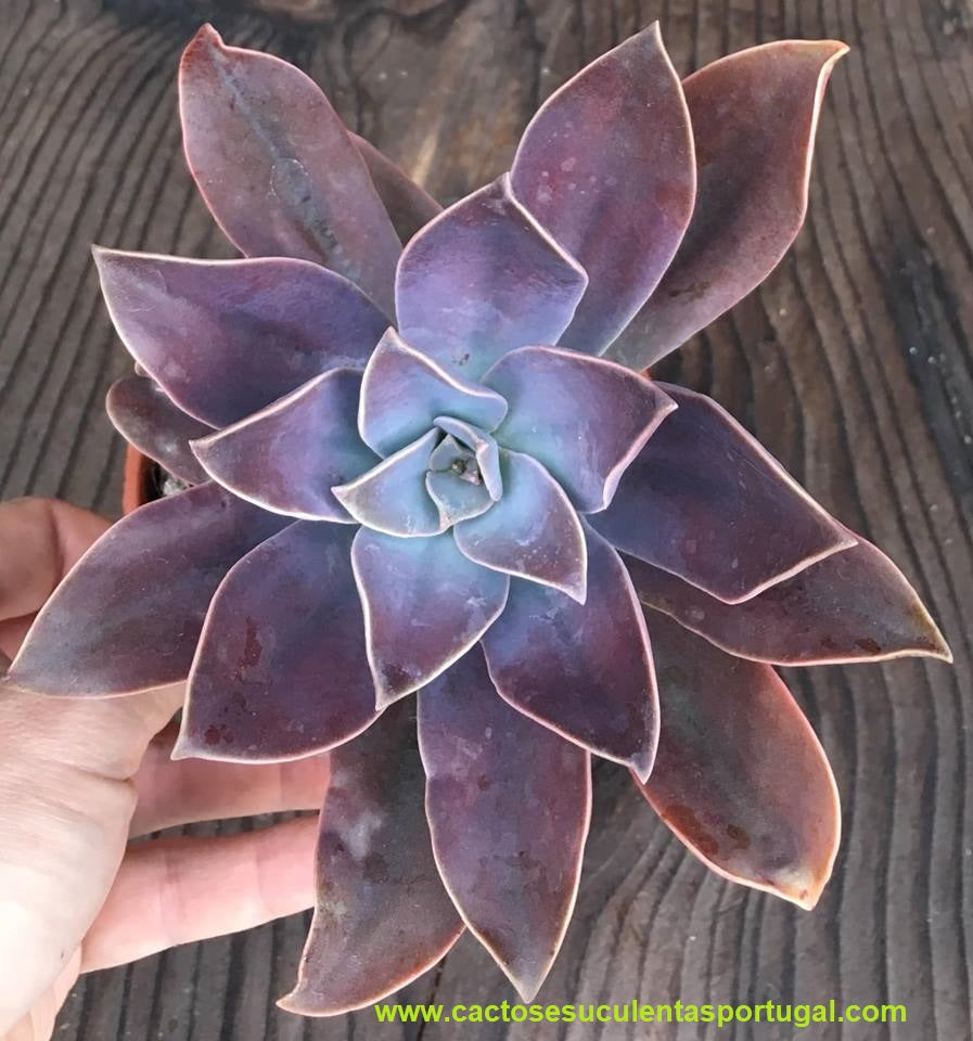 Graptoveria Fred Ives