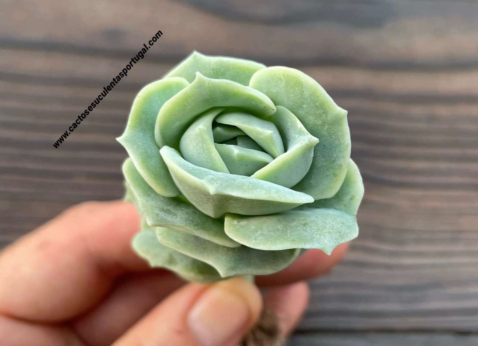 Graptoveria 'Lovely Rose'