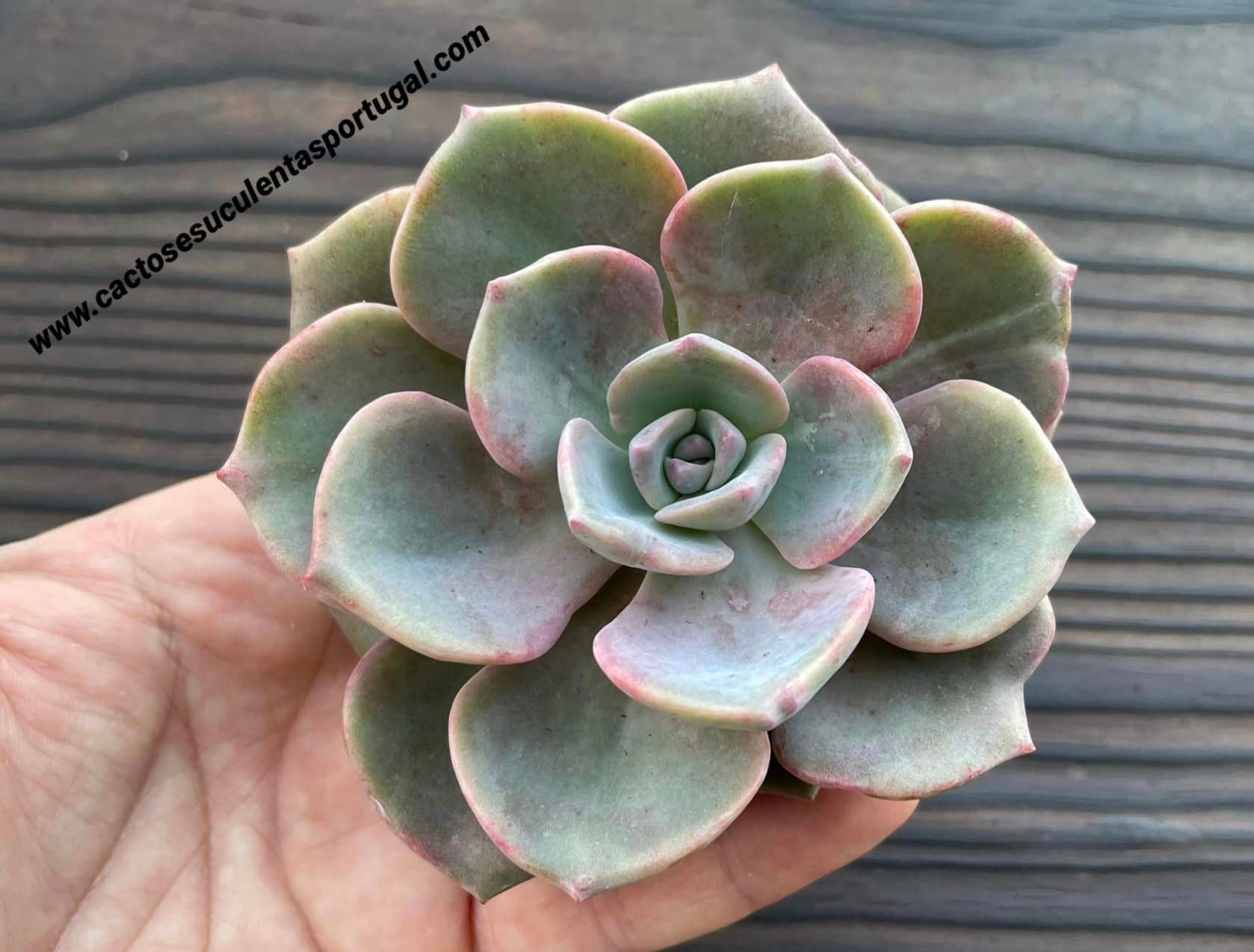 Graptoveria ‘Mrs Richards’