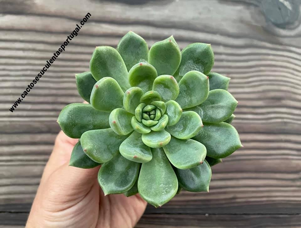 Graptoveria 'Olivia' sp.