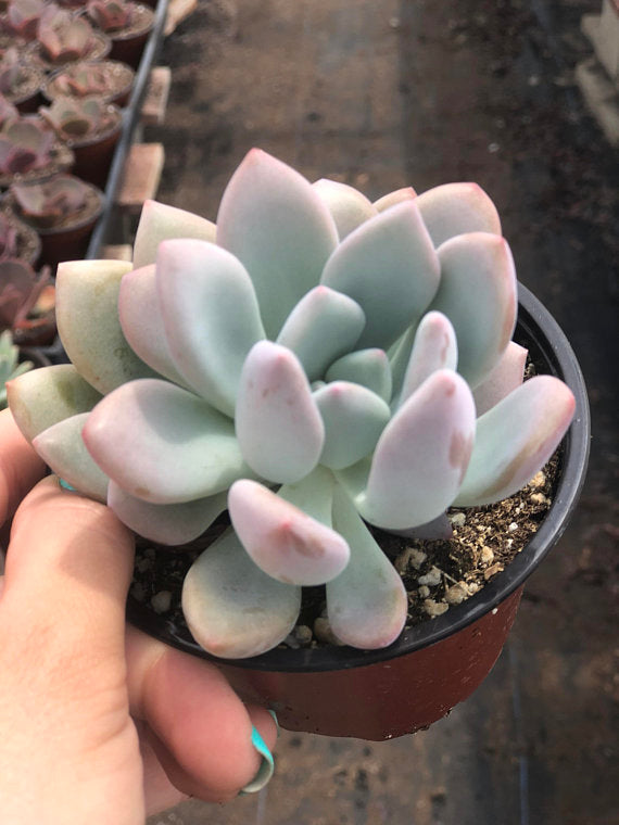 Graptoveria Opalina