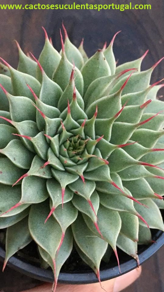 Graptoveria `Silver Star`