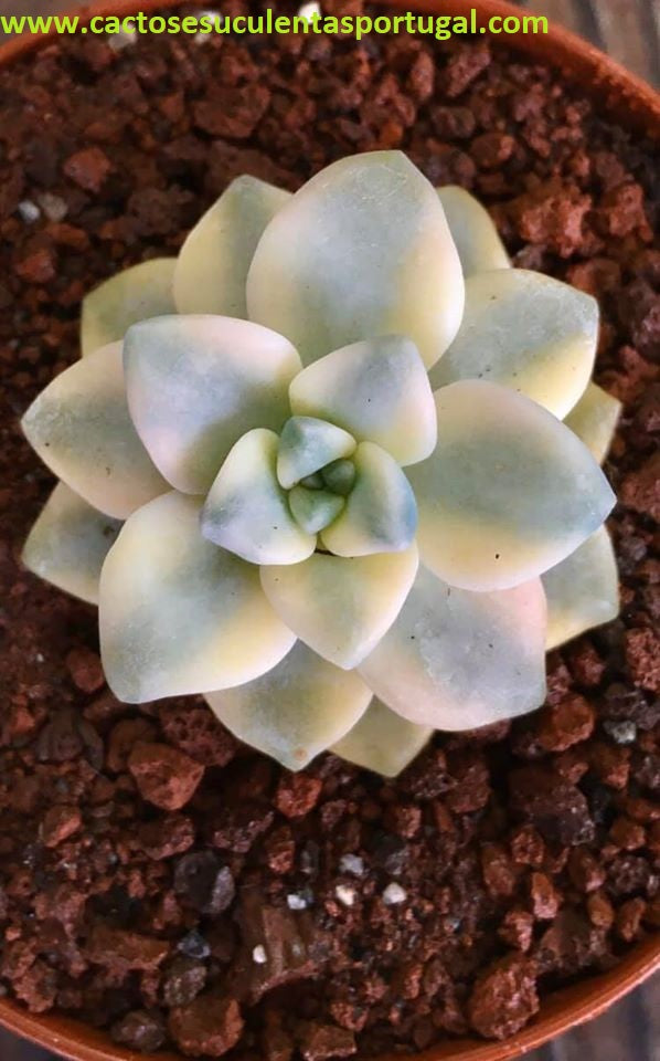 Graptoveria Titubans Variegata 