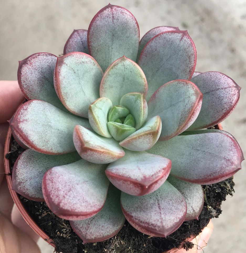 Graptoveria amethorum