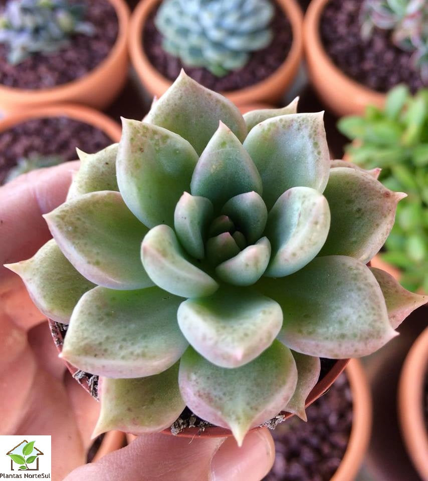 Graptoveria ebony mendoza