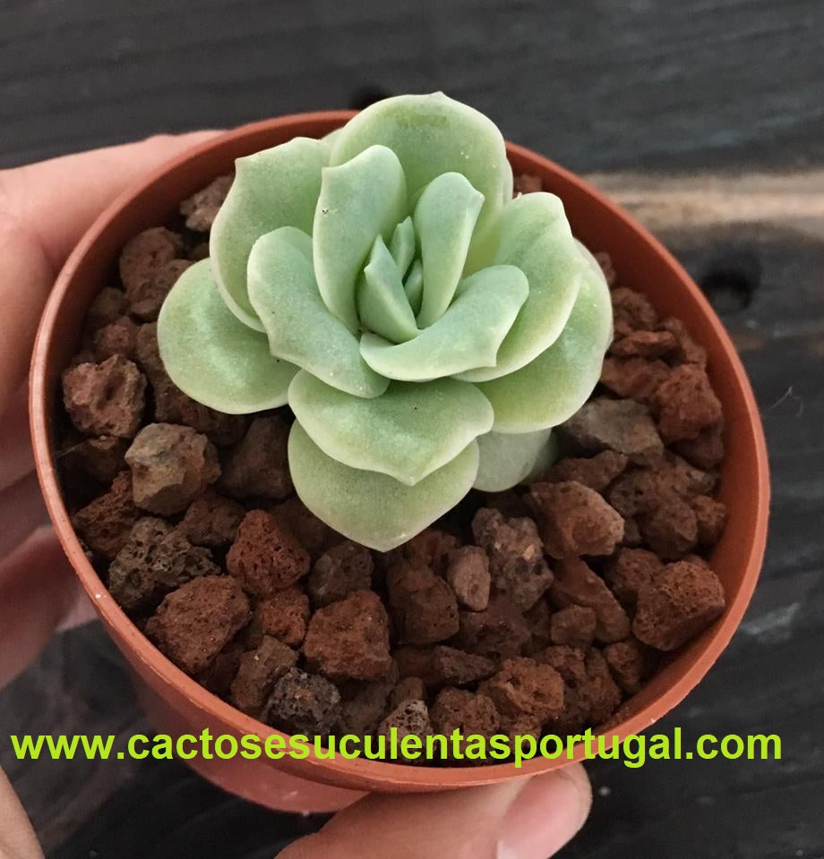 Graptoveria lovely rose