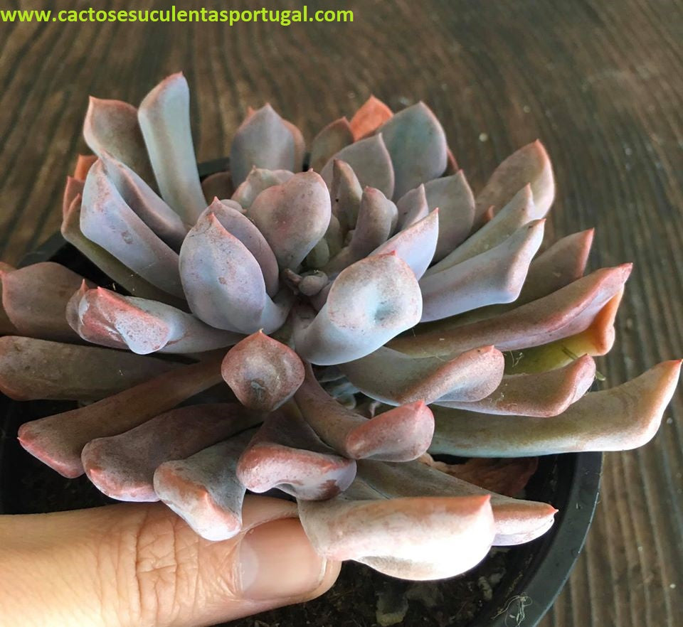 Graptoveria topsy debbie, cupid, lilac spoons 