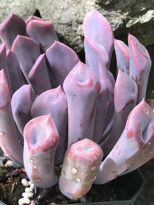 Graptoveria Topsy Debbie - Cupid - Lilac Spoons