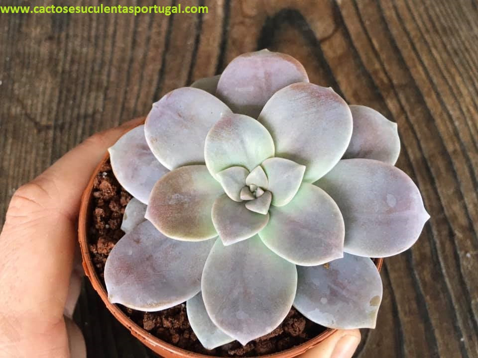 Graptoveria pentandrum superbum