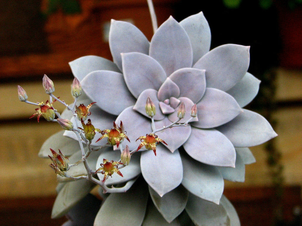 Graptoveria pentandrum superbum